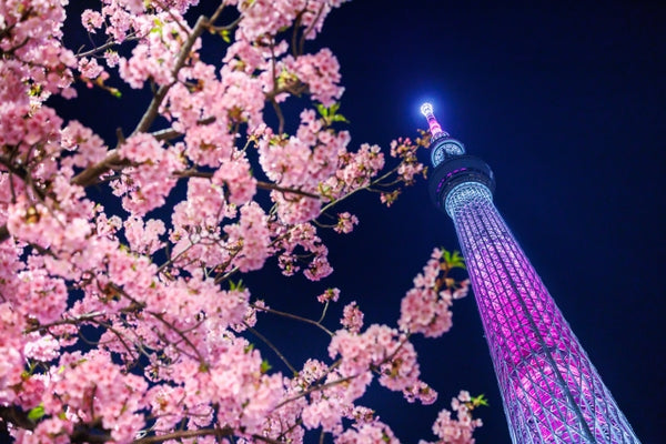 Tokyo SkyTree illuminated at night