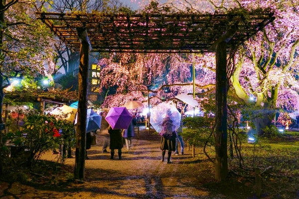 Rikugien Gardens night sakura illumination