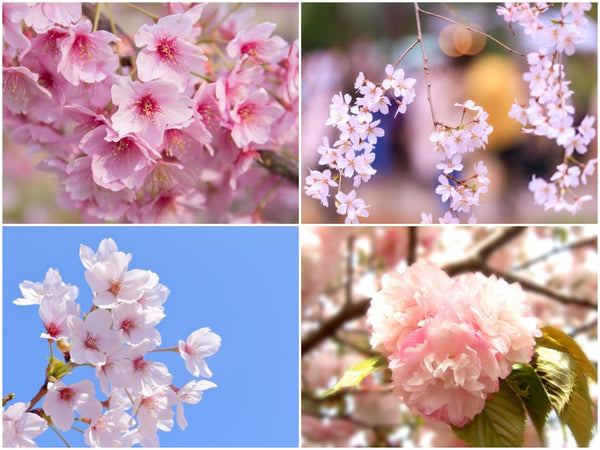 Cherry blossoms in Japan are a must-see during spring