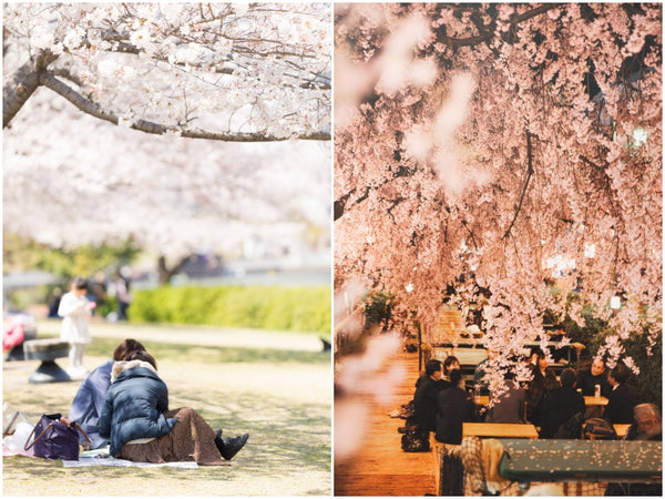 Ohanami usually includes picnic under cherry blossom trees
