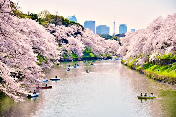 Chidorigafuchi is a must-visit for cherry blossoms in Tokyo