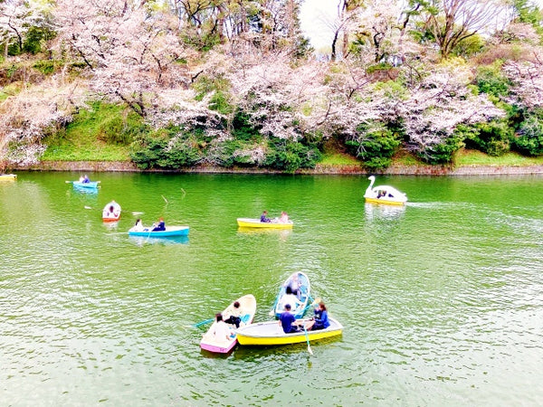 Rent a boat amongst the sakura trees in Tokyo