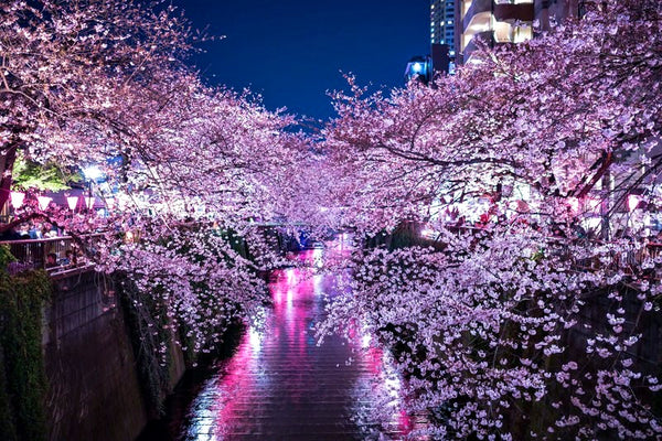 Nakameguro Cherry blossoms night-time illumination is a Tokyo favourite