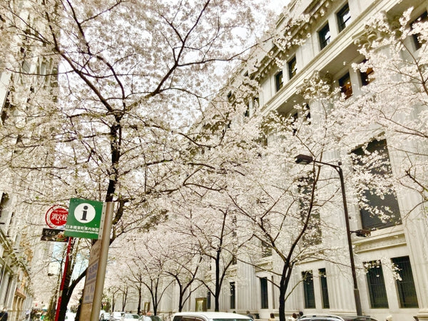 Sakura trees in Nihonbashi, Tokyo