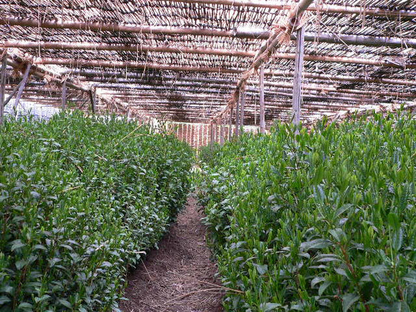 Tea plantation in Uji