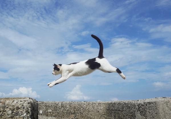 Jumping cat