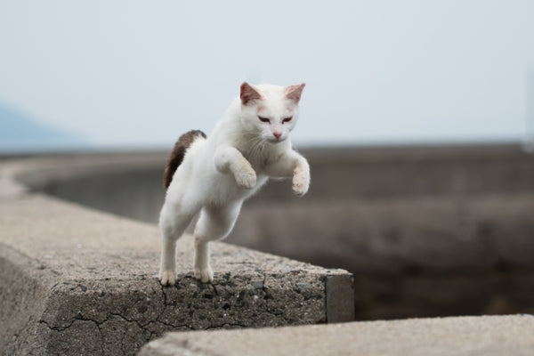 A cat making a leap