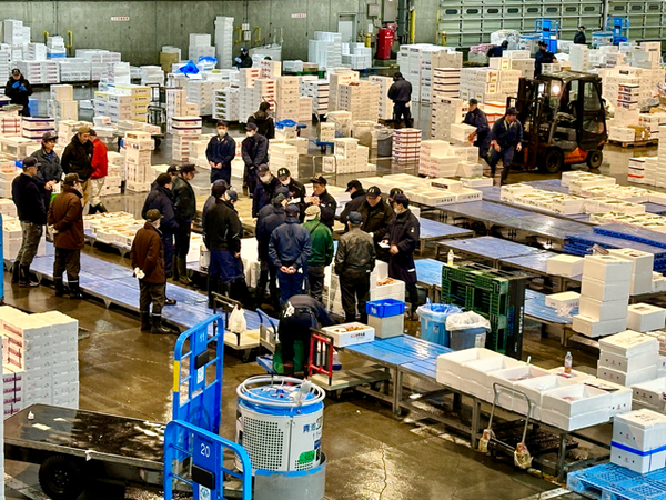 Busy morning auction scene at Sapporo Central Wholesale Market