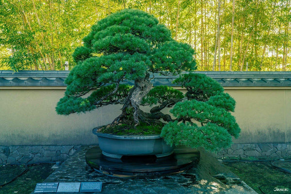 Artistic bonsai at Omiya Bonsai Art Museum