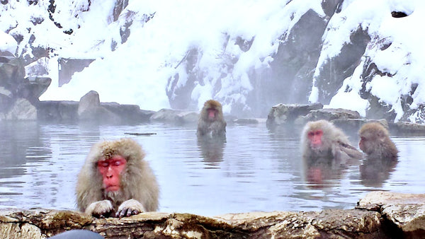 Snow Monkeys of Jigokudani