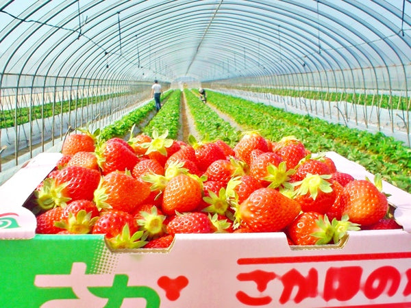 Sagahonoka strawberries in a strawberry farm