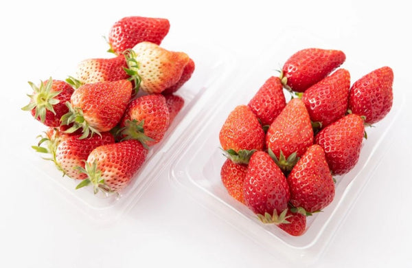 How to read strawberries? Unripe tochiotome with a white top vs. ripe tochitome which is red all around