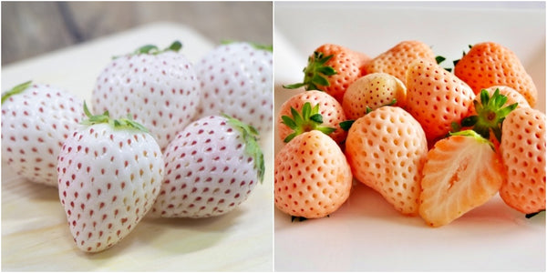 White strawberries variety