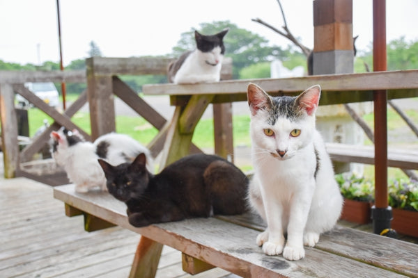 Cats lounging on a bench