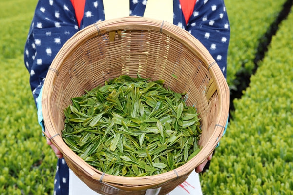 Freshly harvested tea leaves.
