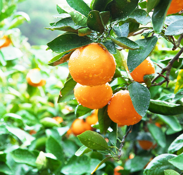 Arida mikan oranges in a farm