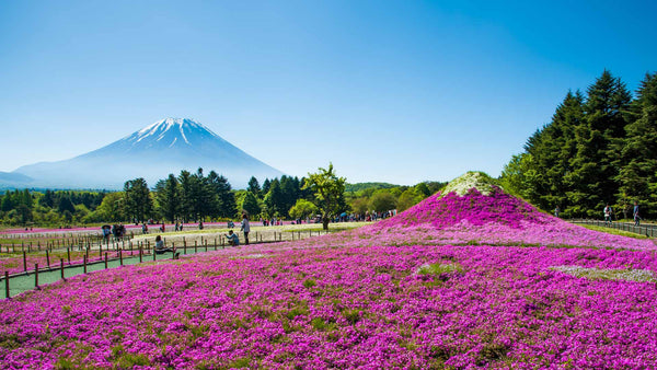 Shibazakura carpeting the grounds of Lake Motosu in front of the majestic Mount Fuji