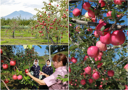 Apple-picking at Hirosaki Apple Park