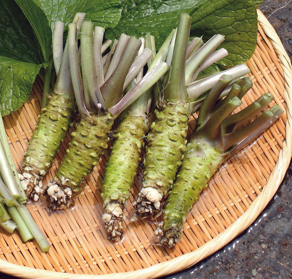 Wasabi plant