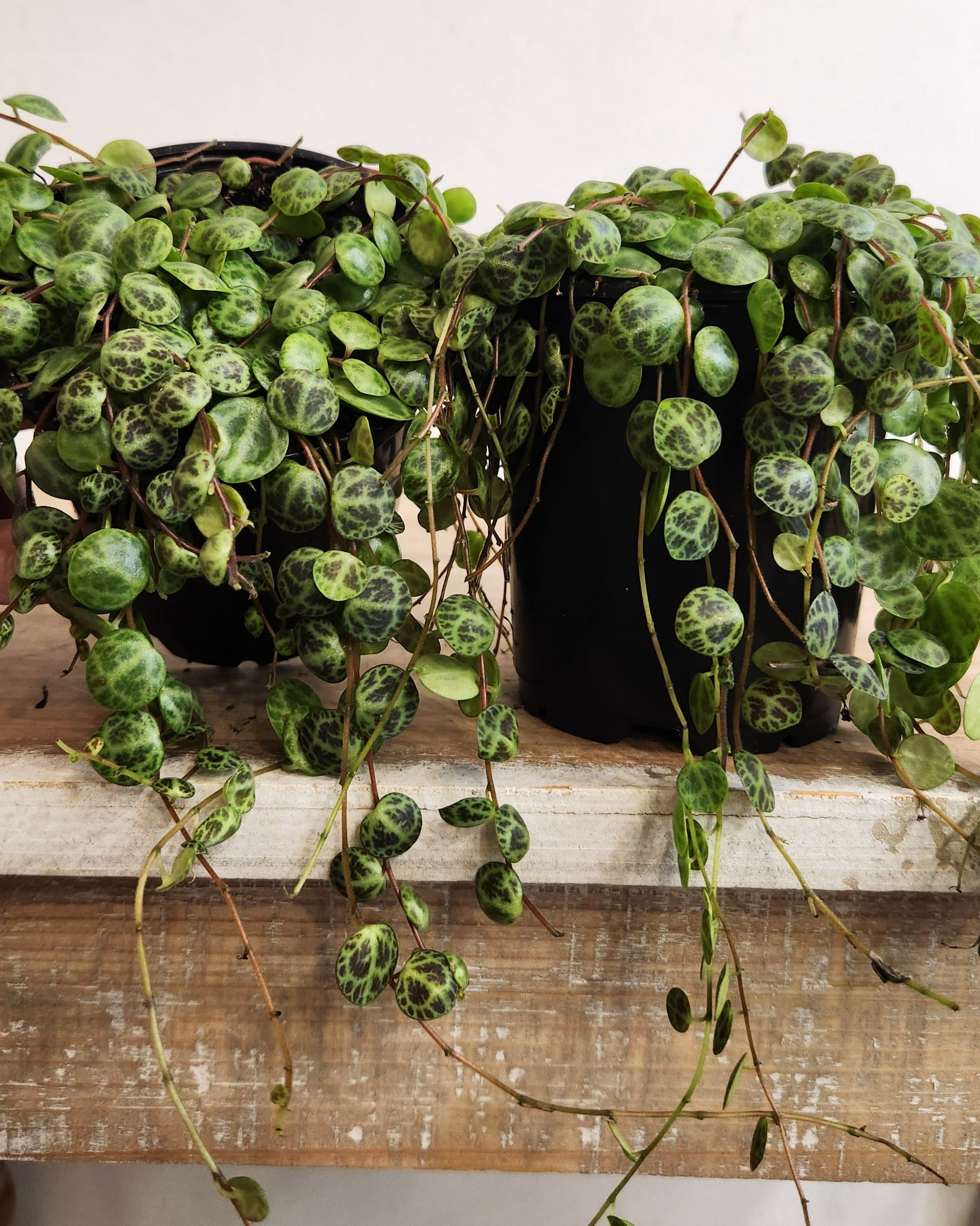 4" String of Turtles Peperomia Prostrata