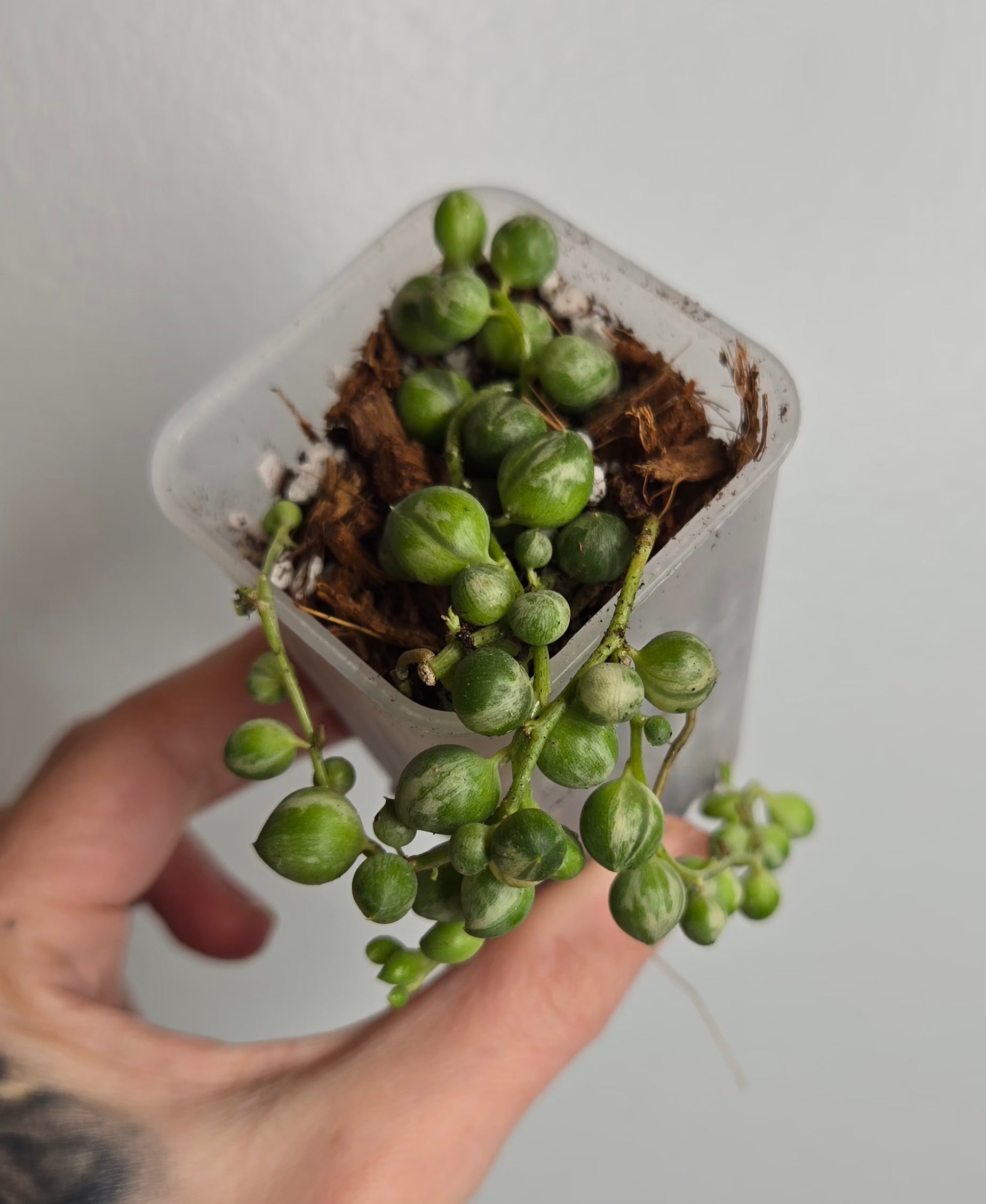 2" String of Pearls Senecio Rowleyanus V.