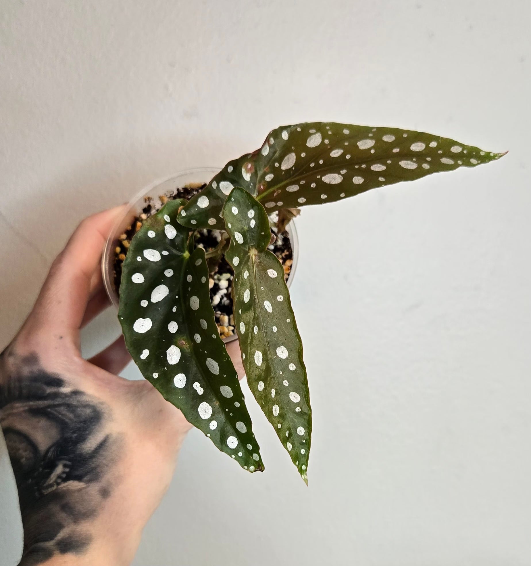 3" Begonia Maculata