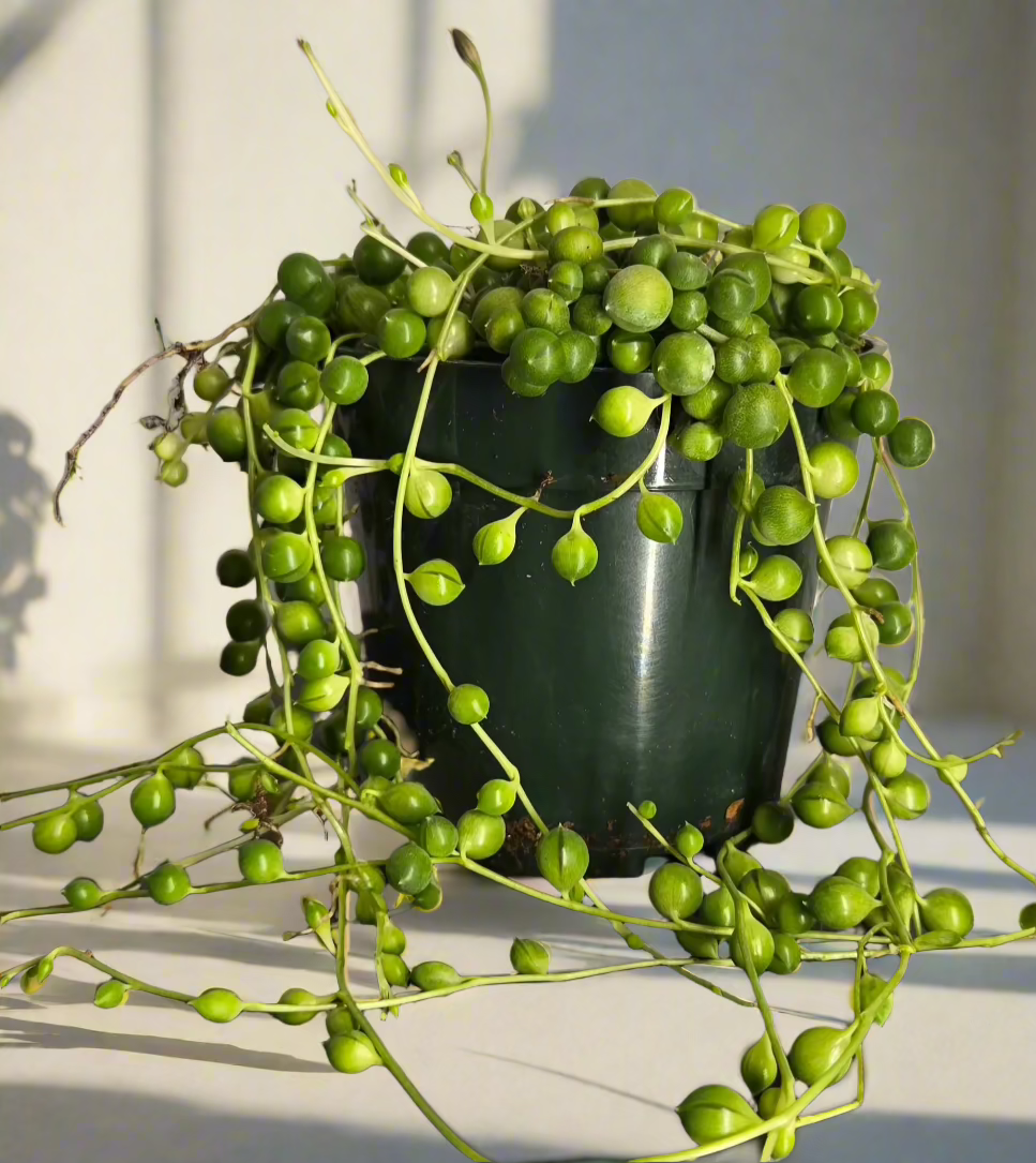 4" String of Pearls Senecio Rowleyanus