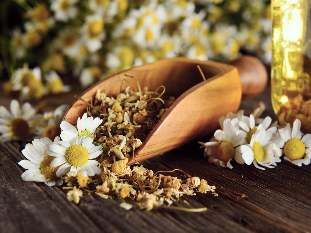 Best Herbs for Sleep | Chamomile Flowers