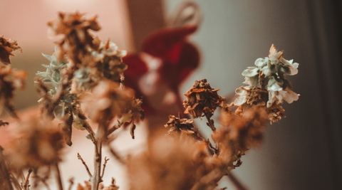 Close-up of dried flowers