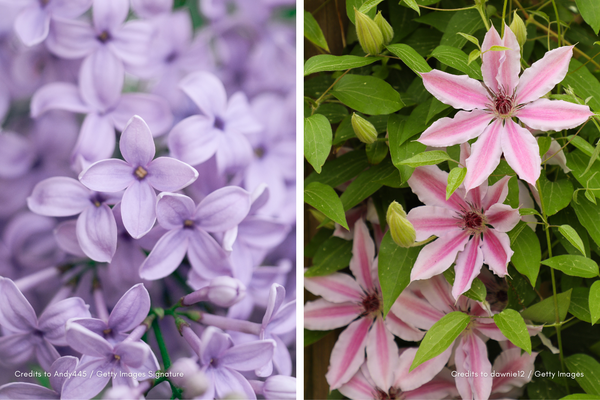 Close-up of lilac and clematis flowers