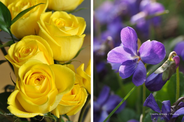 Close-up photography of yellow roses and violets