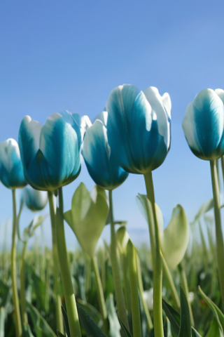 Teal Dyed Tulips