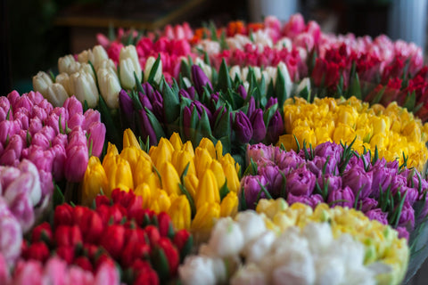 Close-up of colourful tulips