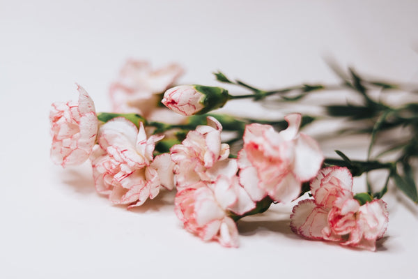 Two-toned Carnations