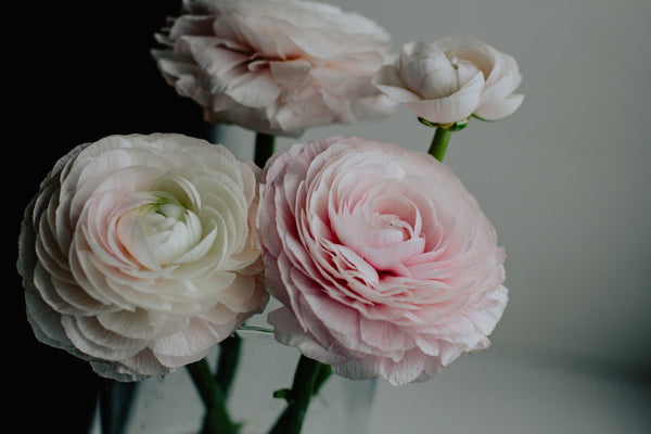 Close-up of pink and white ranunculus