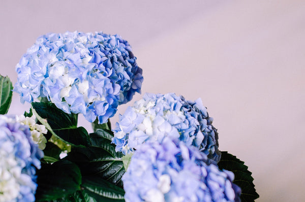 Blue Hydrangeas