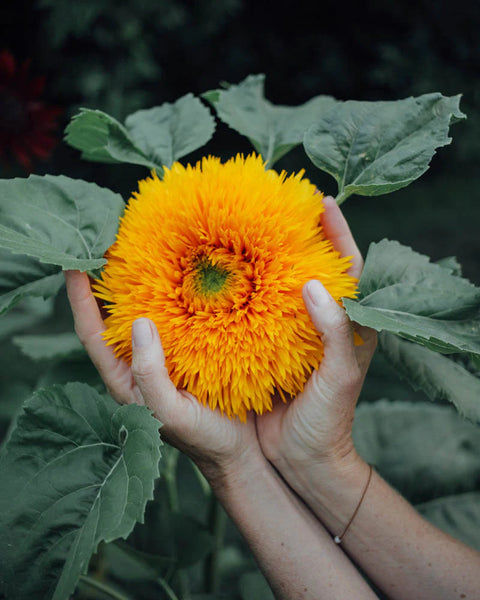 Person holding a teddy bear sunflower