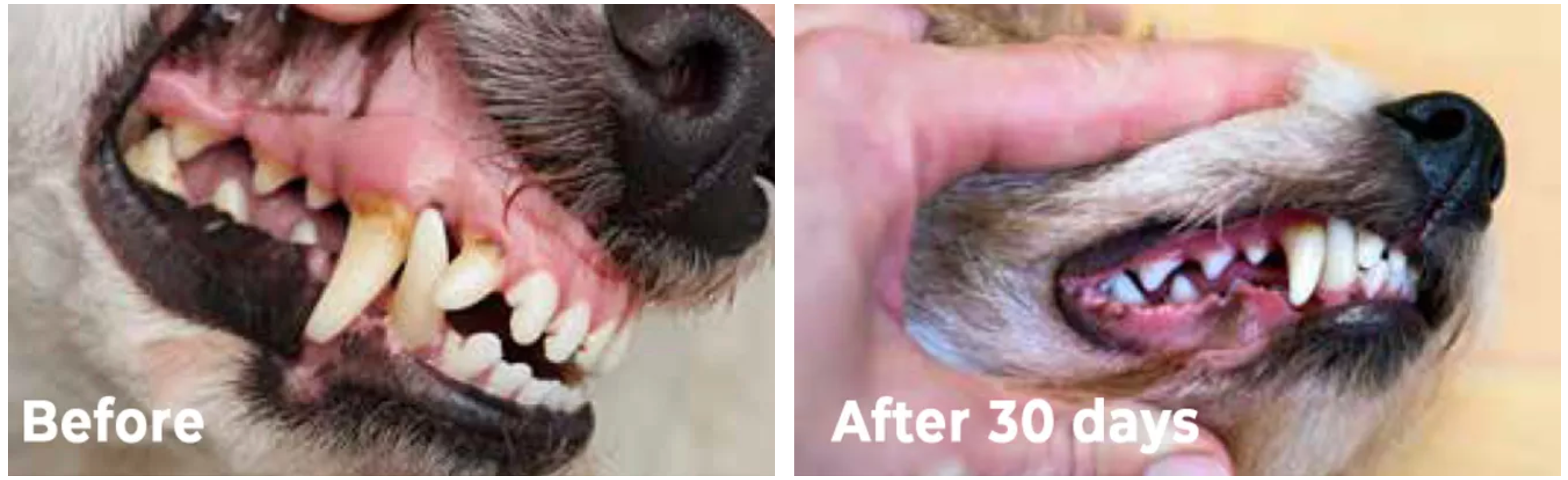 ioVet Before After Dog Gums and Teeth