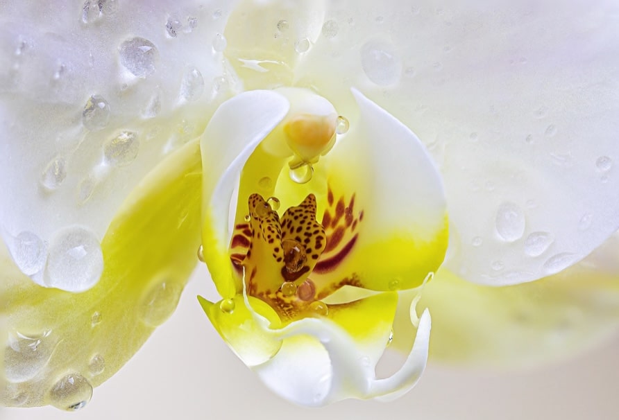 L'orchidée bleue : symbolique et signification d'une fleur d'exception -  Kokomo