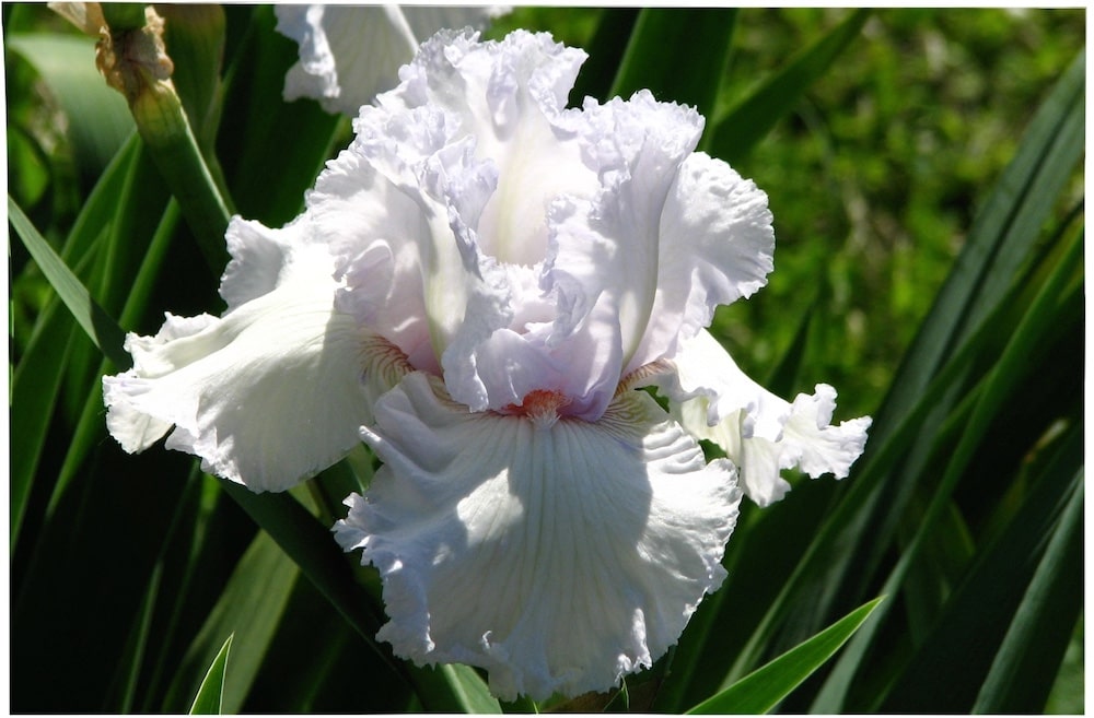 Fleur Iris Blanc-vert Veiné Avec Une Barbe Jaune Banque D'Images et Photos  Libres De Droits. Image 51462131