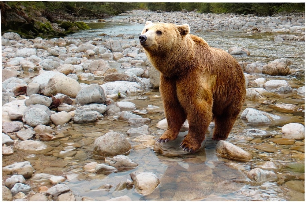 L'ours Brun Mâle Adulte Respire Avec De La Vapeur. Portrait En Gros Plan D' ours Brun Dans La Forêt D'été. Fond Naturel De La Forêt Verte. Habitat  Naturel. Nom Scientifique : Ursus Arctos.