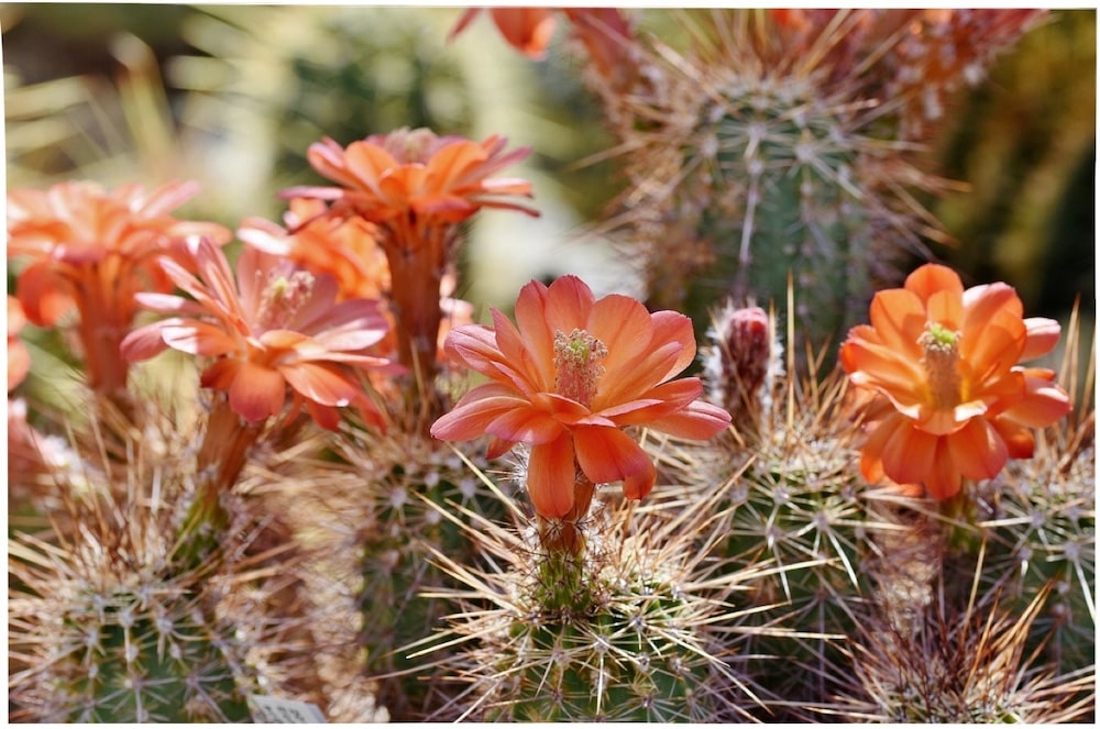 Cactus : Origine Et Signification