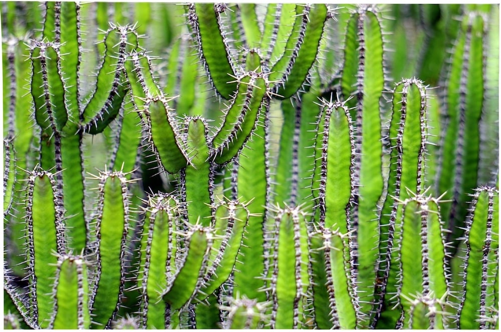 cactus resistant