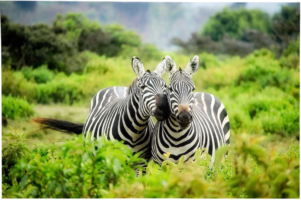 couple-de-zebres