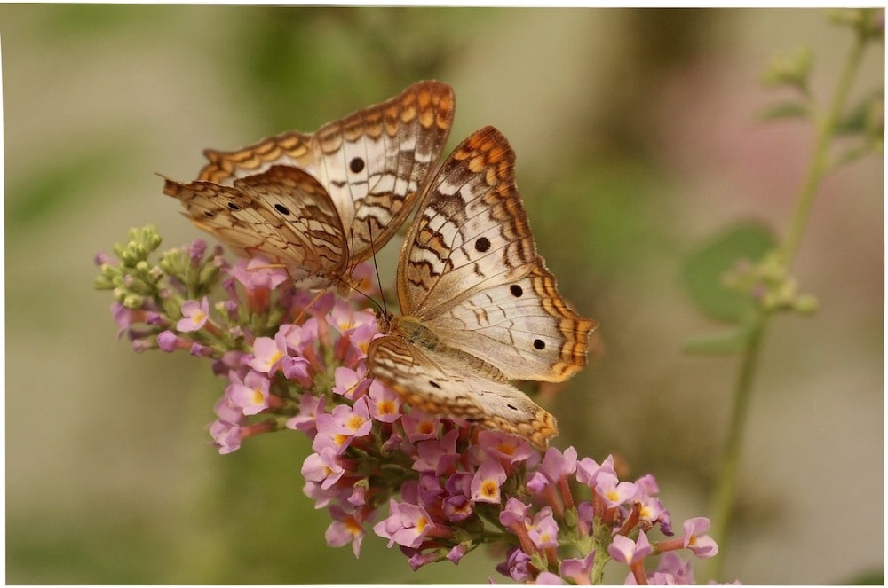 couple de papillons