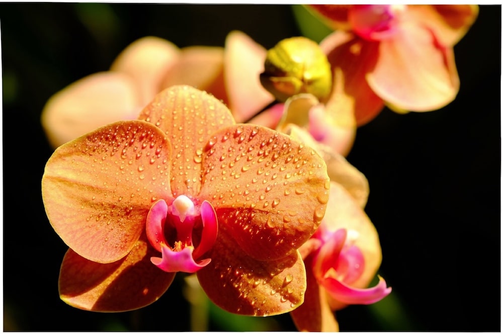 fleur d'orchidée