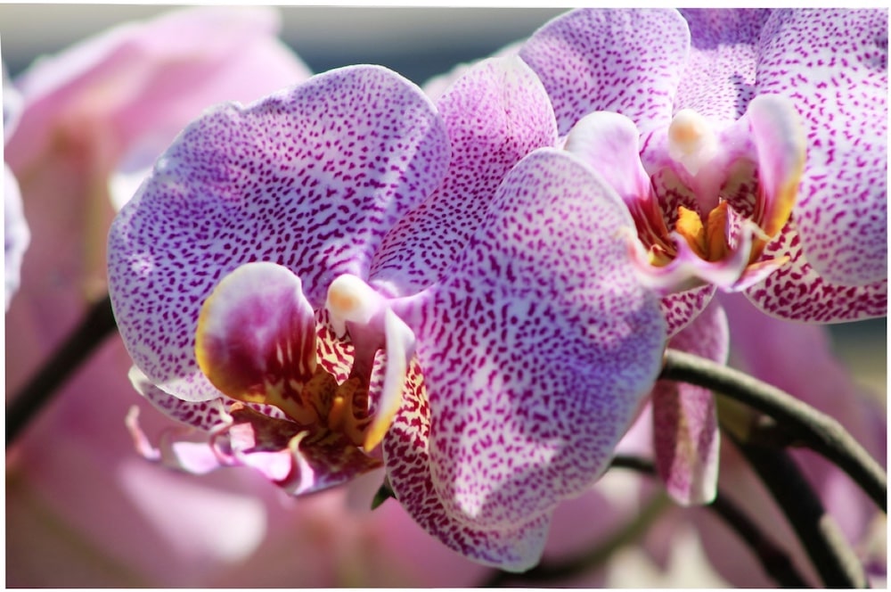 fleur orchidée