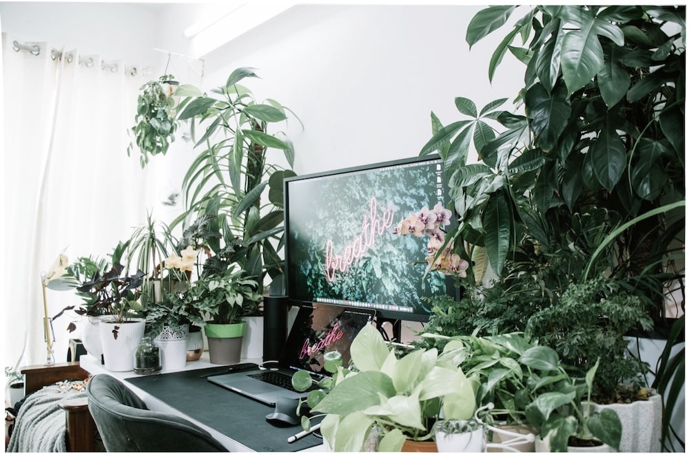 plantes bureau