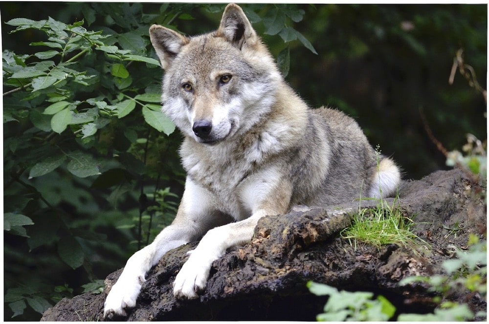 La meute pro-turque des Loups gris a été dissoute