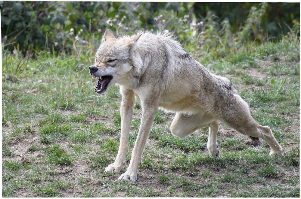 Le loup - Un mois, un animal - Blog Fauna